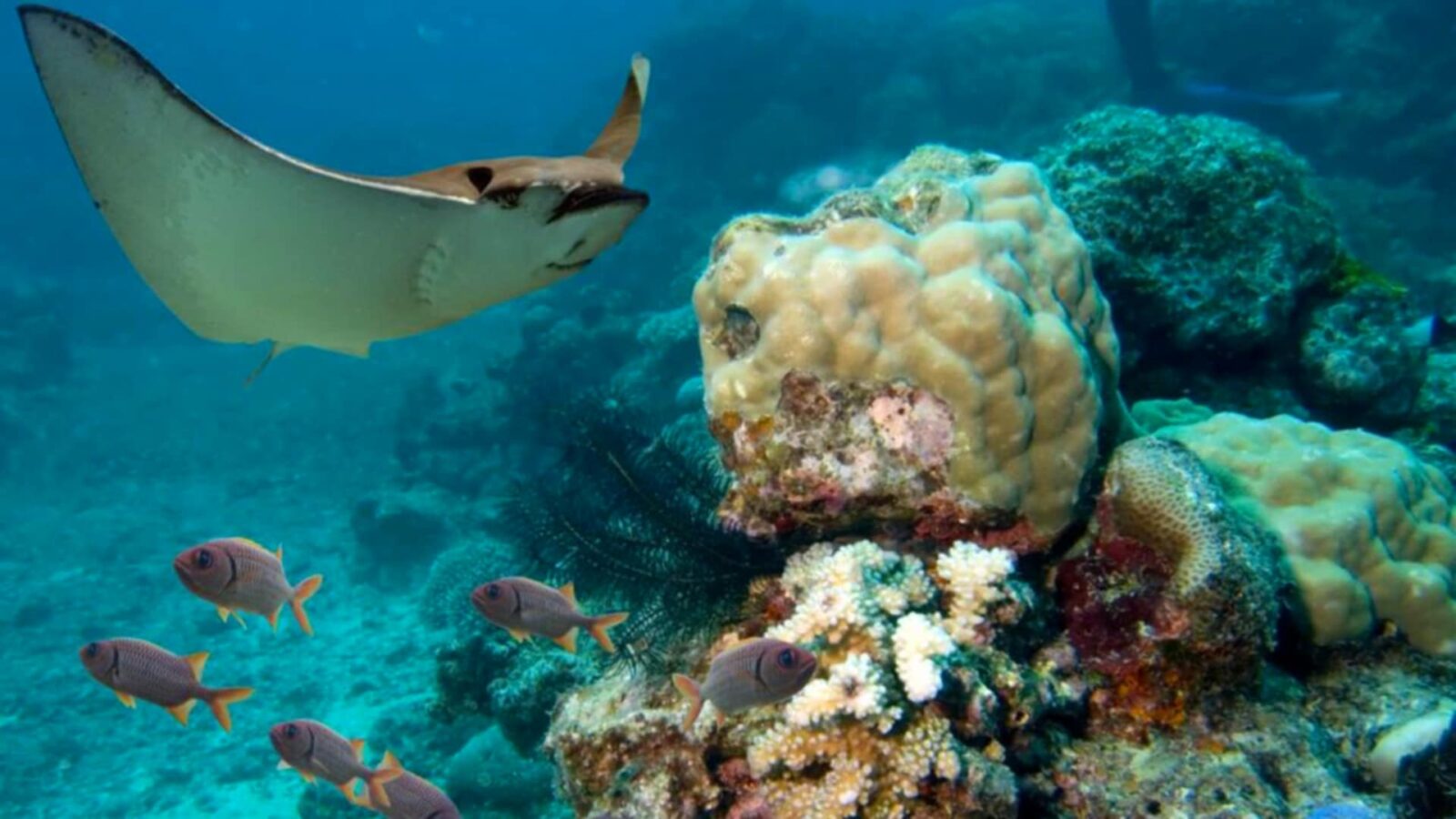 Roatan Snorkeling Beach Excursion