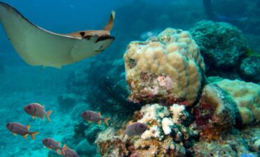 Roatan Snorkeling Beach Excursion