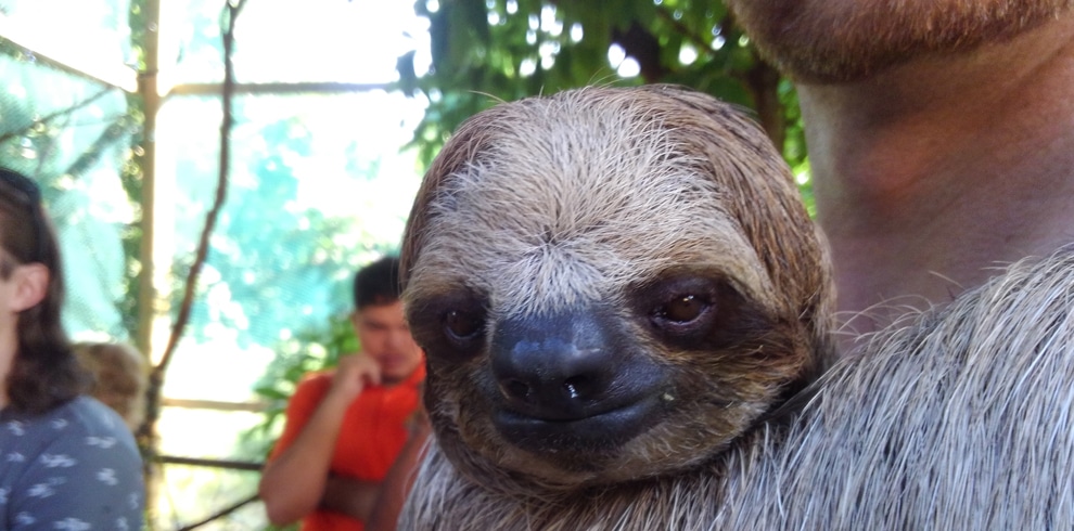 Hugging Sloth