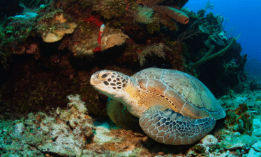 Roatan Snorkeling and Dolphin Experience