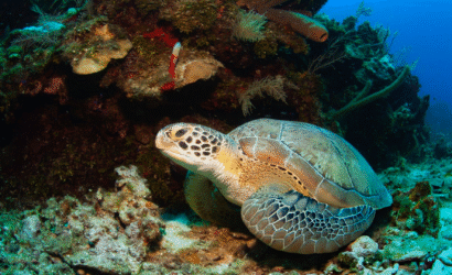 Roatan Snorkeling and Dolphin Experience